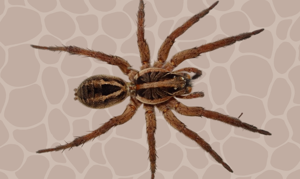 post_أشكال مخيفة وحياة مدهشة.. 